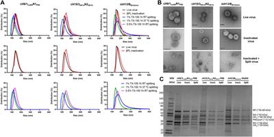 Bioprocess development for universal influenza vaccines based on inactivated split chimeric and mosaic hemagglutinin viruses
